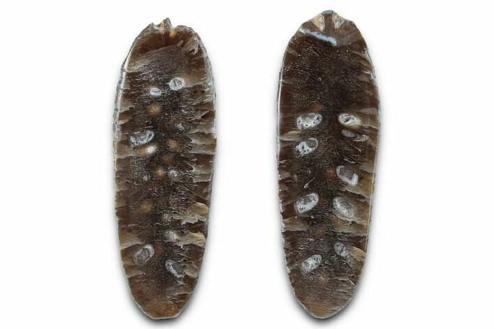 Cut & Polished Fossil Cycadophyte Cone - Boujdour, Morocco #346841
